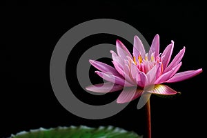 A vivid pink Water Lily or Lotus Flower showcasing its petals and striking yellow stamens against dark background