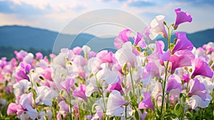 Vivid Pink And White Sweet Pea Flowers In A Zen-inspired Landscape