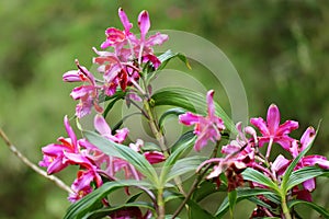 Vivid pink wild Orchid flowers on Huayna Picchu Mountain, Machu Picchu, Cusco, Peru