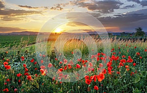 Vivid poppy field