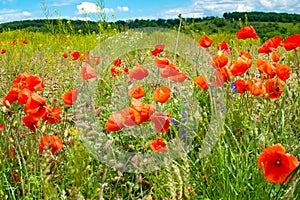 Vivid poppy field. Beautiful red poppy flowers on green fleecy stems grow in the field. Scarlet poppy flowers in the