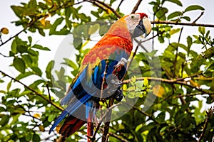 Vivid portrait of wild macaw ara red parrot on tree photo
