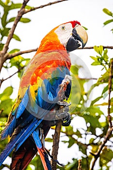 Vivid portrait of wild macaw ara red parrot on tree photo
