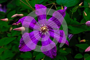 Vivid Purple Clematis Flower
