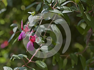 Vivid Purple Fuchsia