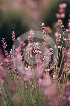 Vivid purple lavender flowers in the backlight of a sunset. Aromatherapy Soft focus.