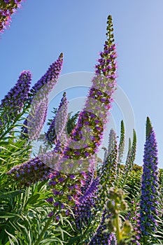 Vivid purple Pride of Madeira flowers stand tall in the bright sunlight