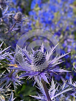 Vivid purple sea holly