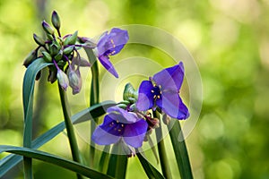 Vivid Purple Wild Spiderwort Flowers photo