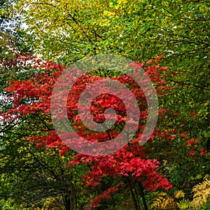 A vivid red Acer in autumn colours against a green foliage background