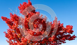 Vivid, red only, autumn japanese maple Acer palmatum tree with blue sky in the background, Japan