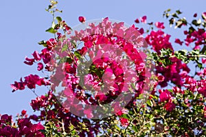 Vivid Red Bougainvillea Flowers against a Blue Sky