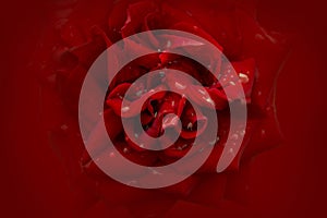 Vivid red color rose, soft background