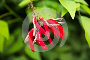 Vivid Red Coral Tree - Erythrina Variegata - Tiger`s Claw, Thorny Dadap, Sunshine Tree Flower in Green Garden