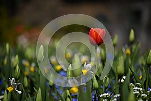 Vivid red flower standing out amongst a vibrant green backdrop of lush foliage.