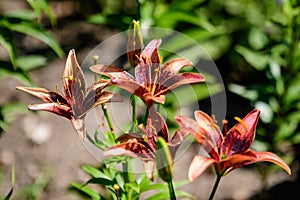 Vivid red flowers of Lilium or Lily plant in a British cottage style garden in a sunny summer day, beautiful outdoor floral