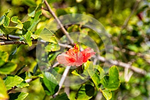 Vivid Red Hibiscus Flower in Full Bloom