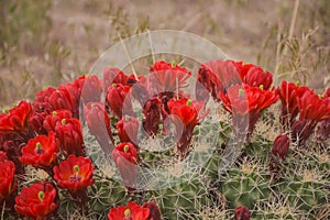 Vivid Red Mojave Mound Cactus Echinocereus triglochidiatus