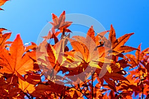 Vivid red and orange leaves of Acer platanoides or Norway maple tree, towards clear blue sky in a garden during a sunny autumn day
