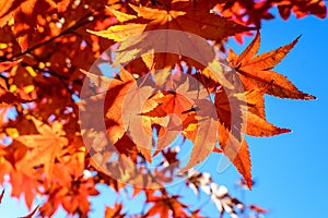 Vivid red and orange leaves of Acer platanoides or Norway maple tree, towards clear blue sky in a garden during a sunny autumn day