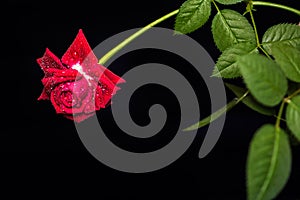 Vivid red rose with drops of dew on the petals