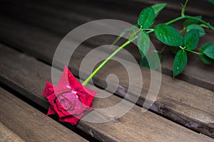 Vivid red rose with drops of dew on the petals