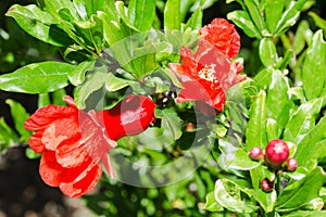 Vivid red spring pomegranate blossom