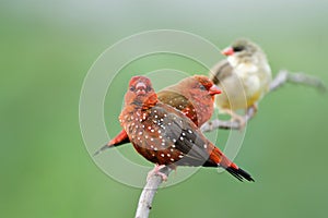 Vivid red strawberry finch or red avadavat showing up on same branch with both male and female, beatiful little birds