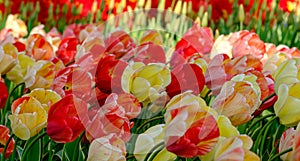 Vivid red and yellow colour tulips at Keukenhof Gardens, Lisse, South Holland. Photographed in HDR high dynamic range.