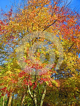 Vivid Red and Yellow Tree in Autumn