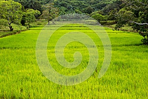 Vivid rice field