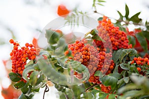 Ashberry. Ashberry tree at autumn