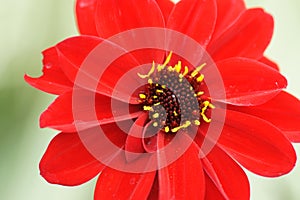 Vivid single red flower