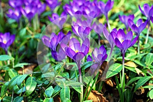 Vivid small purple flowers in a garden