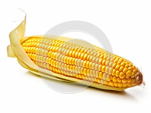 Vivid Solitude: An Ear of Corn Isolated in Pristine White Background