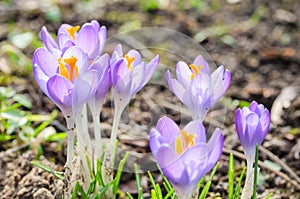 Vivid spring blooming crocuses or saffron sun backlit flowers