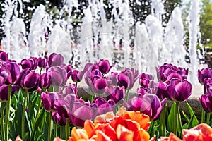 Vivid spring tulips blooming in front of a fountain