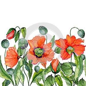 Vivid summer or spring background. Beautiful red poppy flowers on white background. Square shape. Seamless floral pattern.