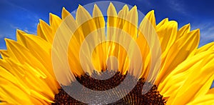 Vivid Sunflower