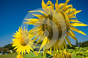 Vivid sunflowers in a bright summer landscape.