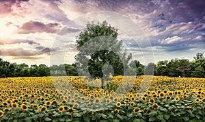 Sunset with sunflower