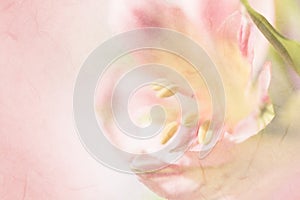 Vivid sweet pastel color petal lily in soft color and blur style