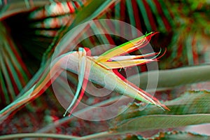Vivid tropical trendy glitch surreal strelitzia flower and floral background