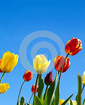 Vivid tulips