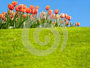 Vivid tulips in the spring