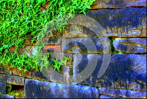 Vivid Vines on Old Wall