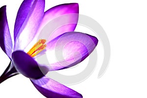Vivid Violet Crocus