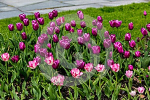 Vivid violet tulips