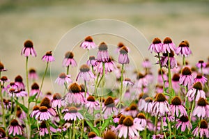 Vivid vivid pink delicate echinacea flowers in soft focus in a garden in a sunny summer day