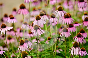 Vivid vivid pink delicate echinacea flowers in soft focus in a garden in a sunny summer day